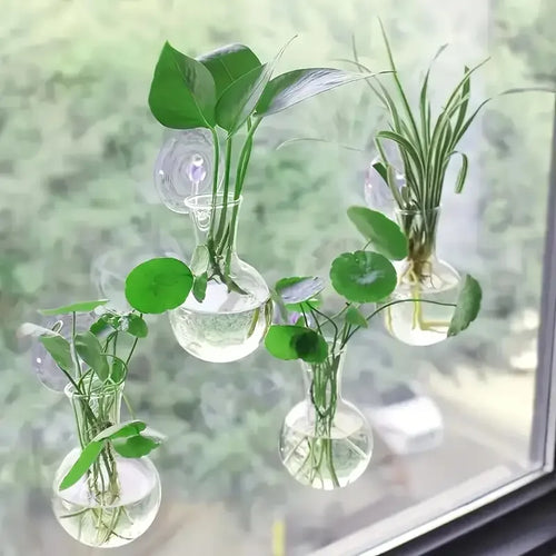 Clear glass vases with plants hanging on a window
