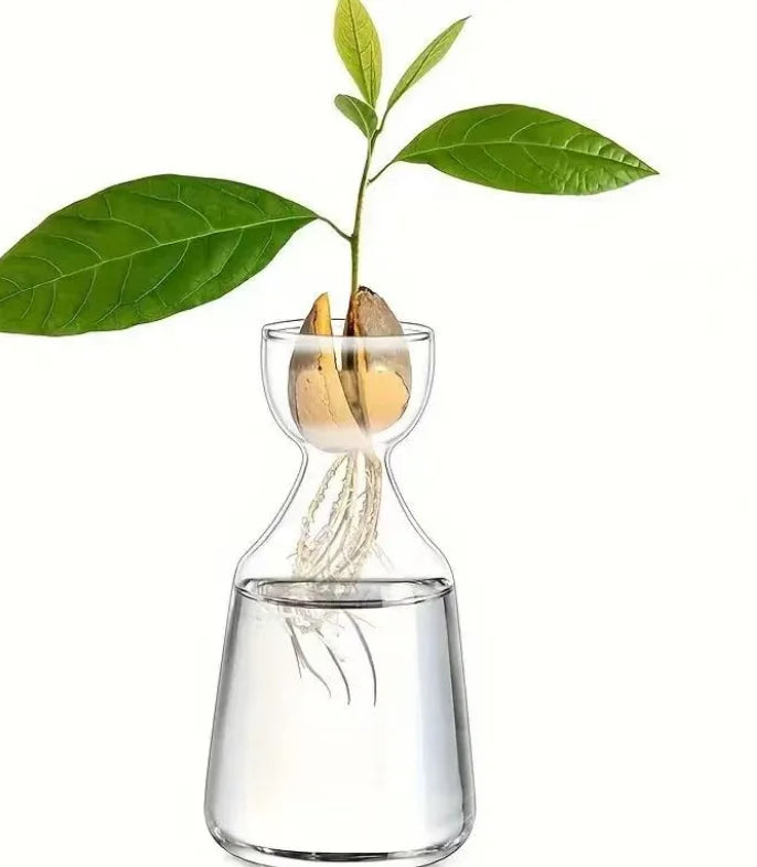 Avocado Seed Vase