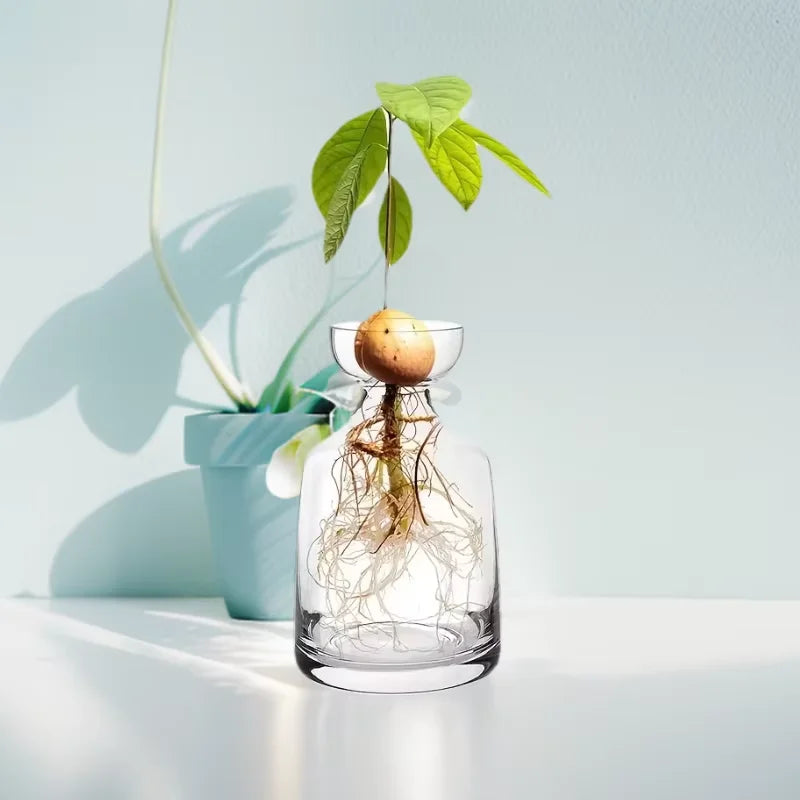 Avocado Seed Vase