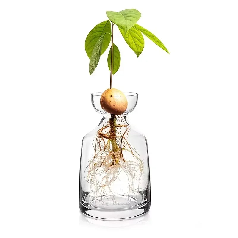 Avocado Seed Vase